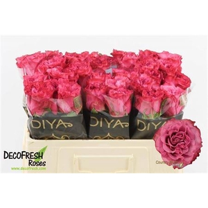 Rosa a grande fleur Country Spirit Blues