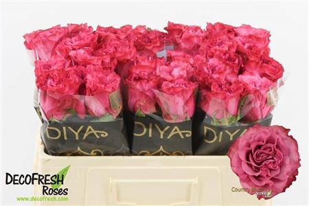 <h4>Rosa a grande fleur Country Spirit Blues</h4>