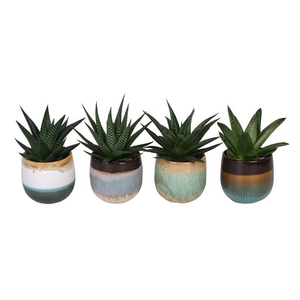 ALOE MIX P6 L 65408