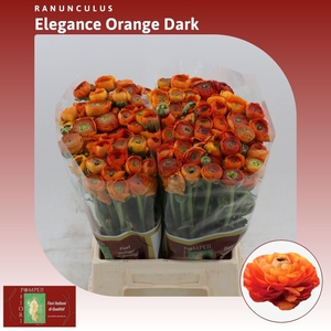 Ranunculus Elegance Orange Dark