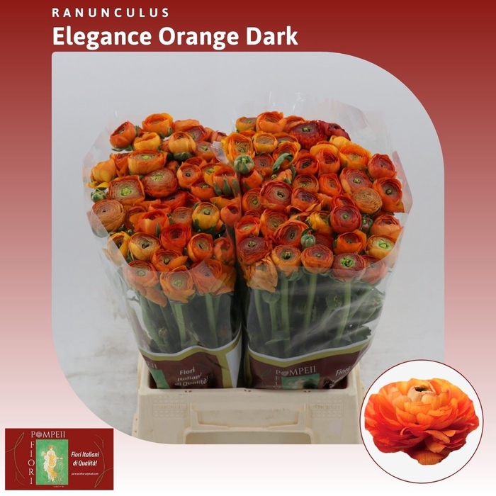 <h4>Ranunculus Elegance Orange Dark</h4>