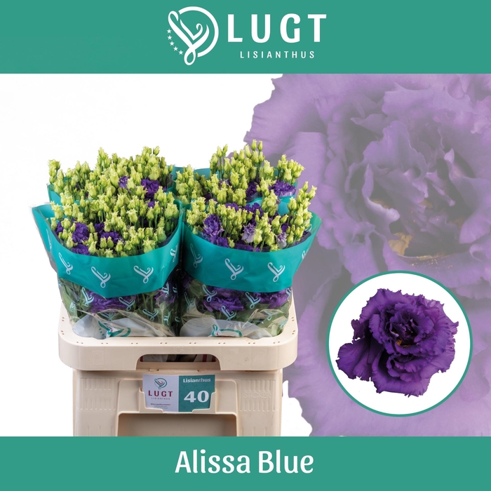 <h4>EUS G ALISSA BLUE</h4>