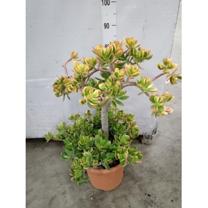 Crassula ovata 'Sunset'