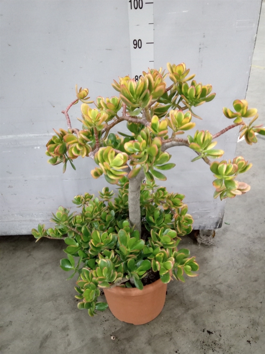 <h4>Crassula ovata 'Sunset'</h4>