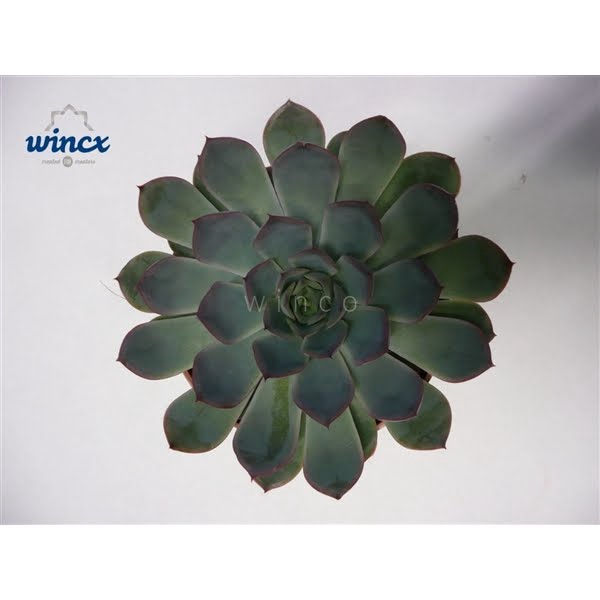 Echeveria Pulidonis Grey Cutflower