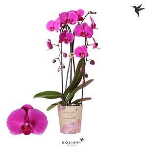 Kolibri Orchids Cascade Niagara Fall violet 2 spike