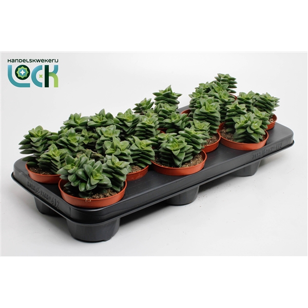 <h4>Crassula Spring Time</h4>