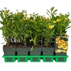 Helenium