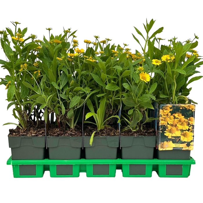 Helenium