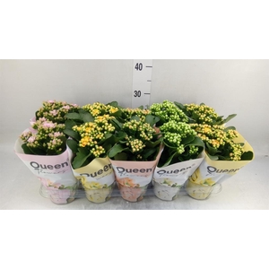 Kalanchoe blos.   ..rosebud mix GR