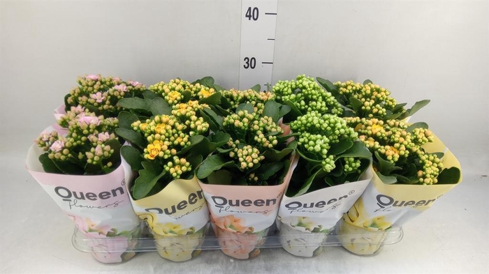 <h4>Kalanchoe blos. ..rosebud mix GR</h4>