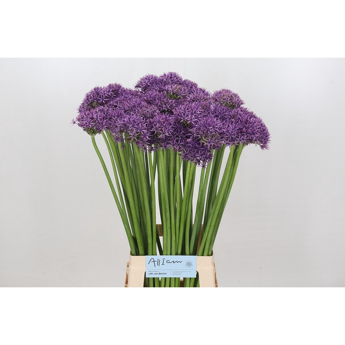 <h4>Allium Violet Beauty</h4>
