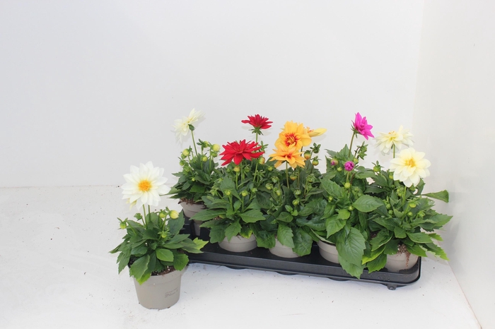 <h4>DAHL L ME GEM</h4>