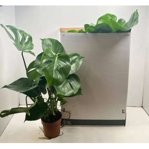 MONSTERA DELICIOSA