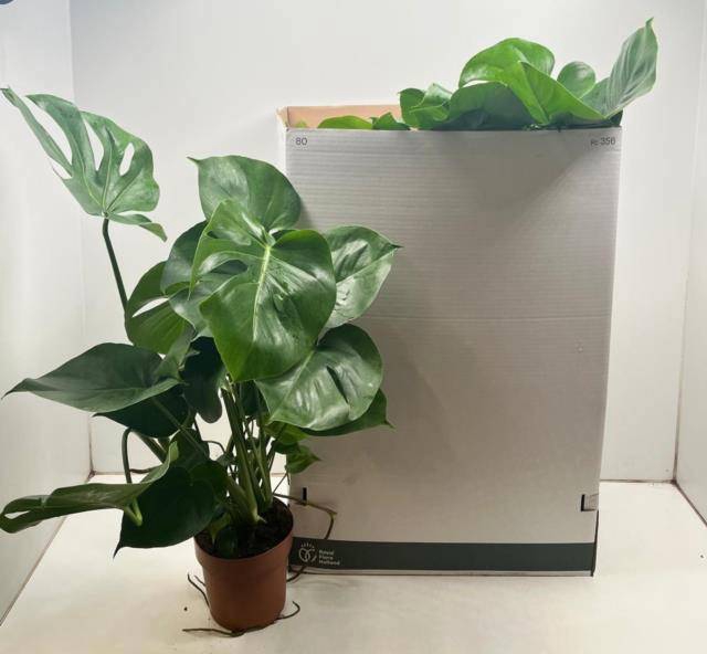 <h4>MONSTERA DELICIOSA</h4>