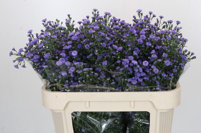 <h4>Aster Baby Blue</h4>