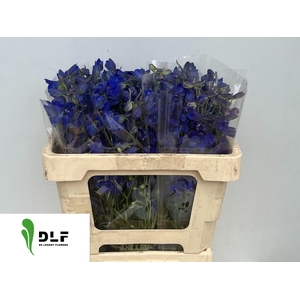 DELPH EN VOLKERFRIED