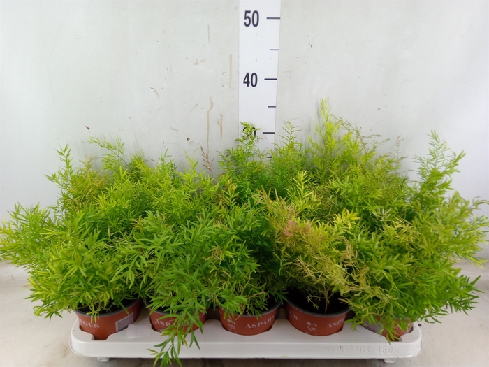 <h4>Asparagus dens. 'Cwebe'</h4>