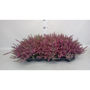 Calluna vulg. 'Garden G Amethyst'