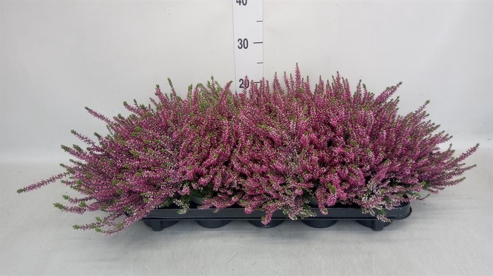 <h4>Calluna vulg. 'Garden G Amethyst'</h4>