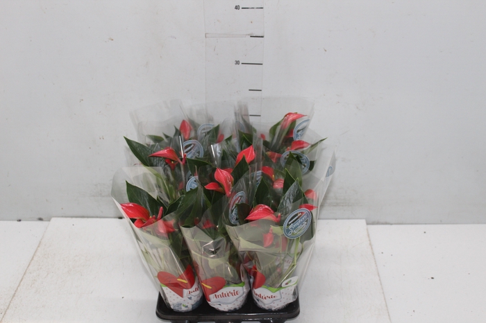 <h4>ANTHURIUM TRILLIONS RED P06</h4>