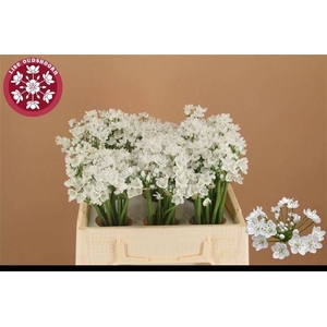 ALLIUM FLOCON