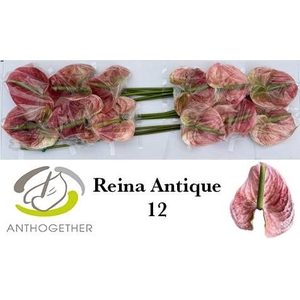 ANTH A REINA