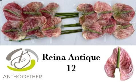 <h4>ANTH A REINA</h4>