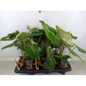 Philodendron gloriosum