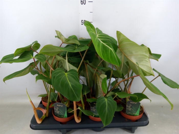 <h4>Philodendron gloriosum</h4>