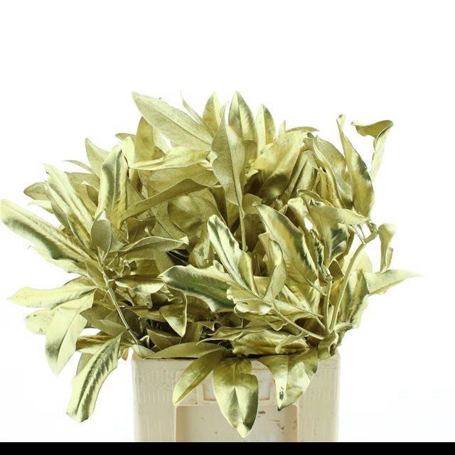 <h4>DECORGROEN KLB BS H%</h4>