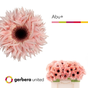 Gerbera Spider Abu Water