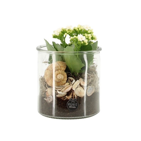 <h4>Arrangementen kamerplanten 6%</h4>