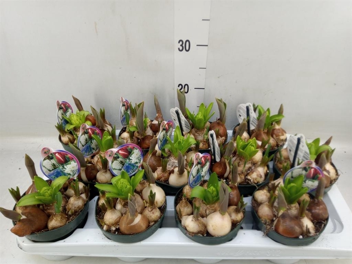 <h4>Bolbloemen ...mix in pot</h4>