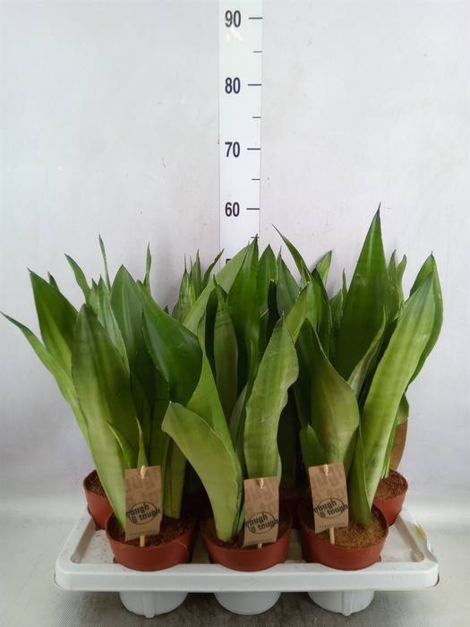 Sansevieria trifa. 'Moonshine'