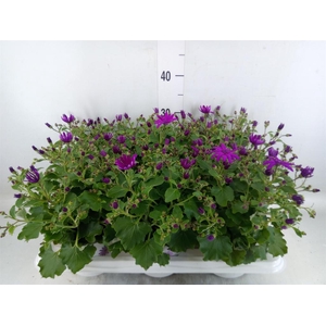 Pericallis cr. 'Senetti Magenta'