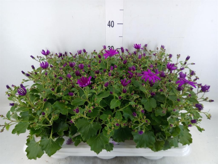 <h4>Pericallis cr. 'Senetti Magenta'</h4>