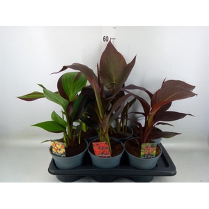 Canna   ...not flowering