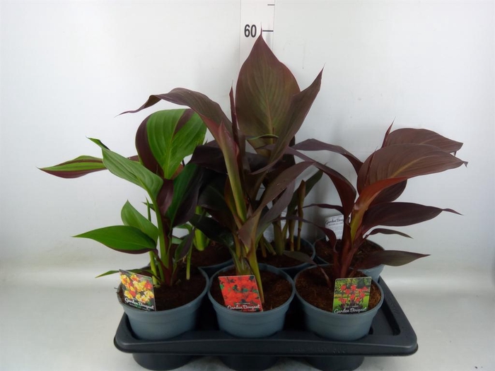 <h4>Canna   ...not flowering</h4>