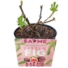 Ficus 'Little Miss Figgy' C3