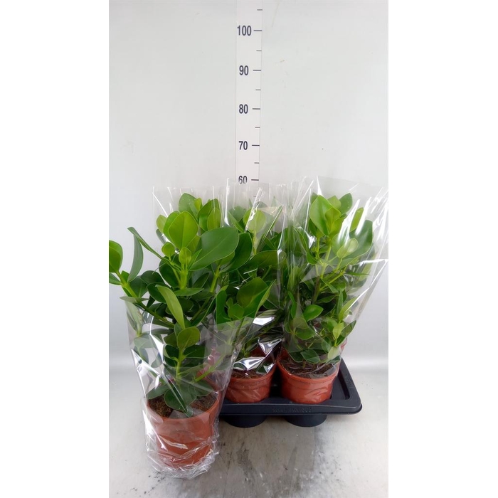 <h4>Clusia rosea 'Princess'</h4>