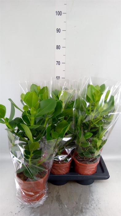 Clusia rosea 'Princess'