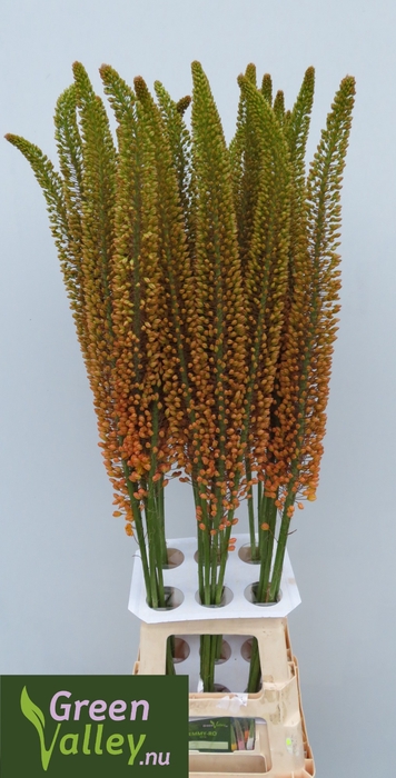 EREMURUS EMMY RO