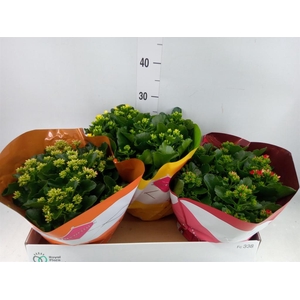 Kalanchoe blos. ..mix 3