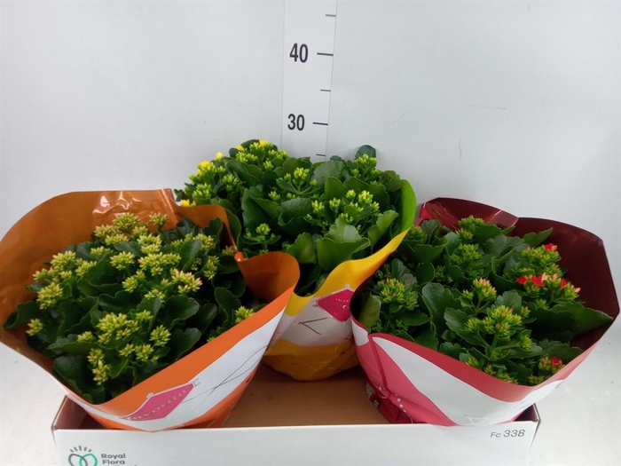 <h4>Kalanchoe blos.   ..mix 3</h4>
