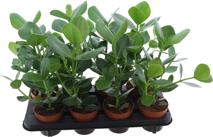 <h4>Clusia Rosea Princess</h4>