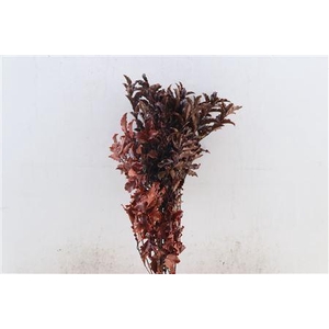 Pres Euca Pitosporum Nigra Red 150gr Bunch