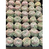 Echeveria elegans