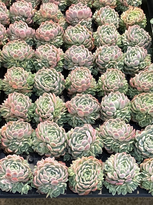 Echeveria elegans