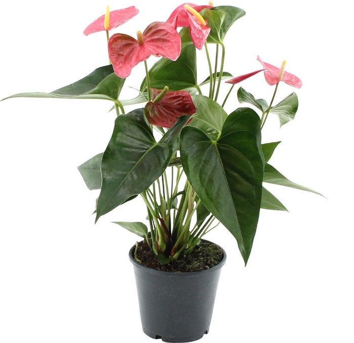 <h4>Anthurium Maine in transparant sleeve</h4>
